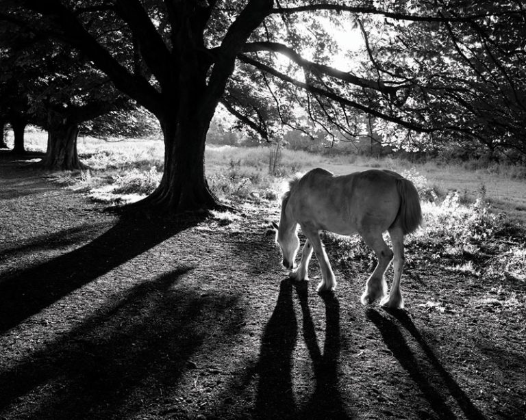 Winning Image for Box Moor Trust calendar