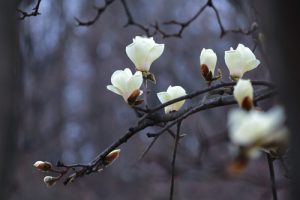 magnolia plant