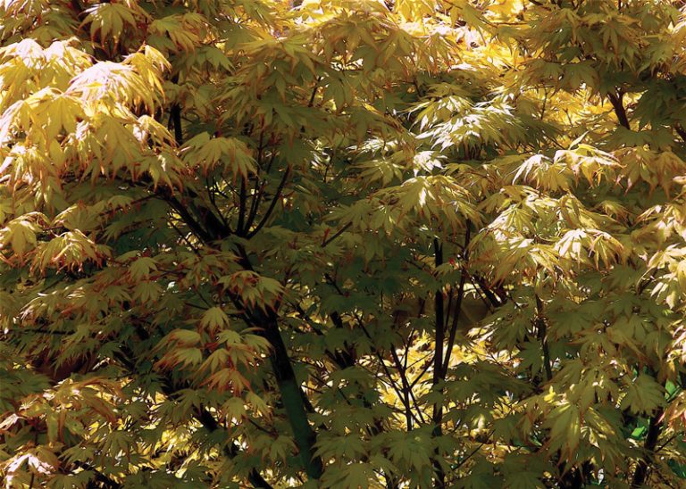 Japanese Maple