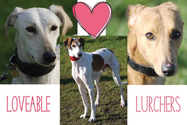 Lurchers at Appledown Rescue